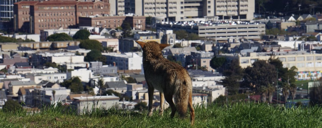 A coyote stands on a grassy hill overlooking a densely built area of San Francisco