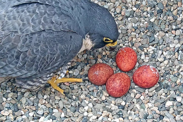 Annie the peregrine falcon looking at her eggs