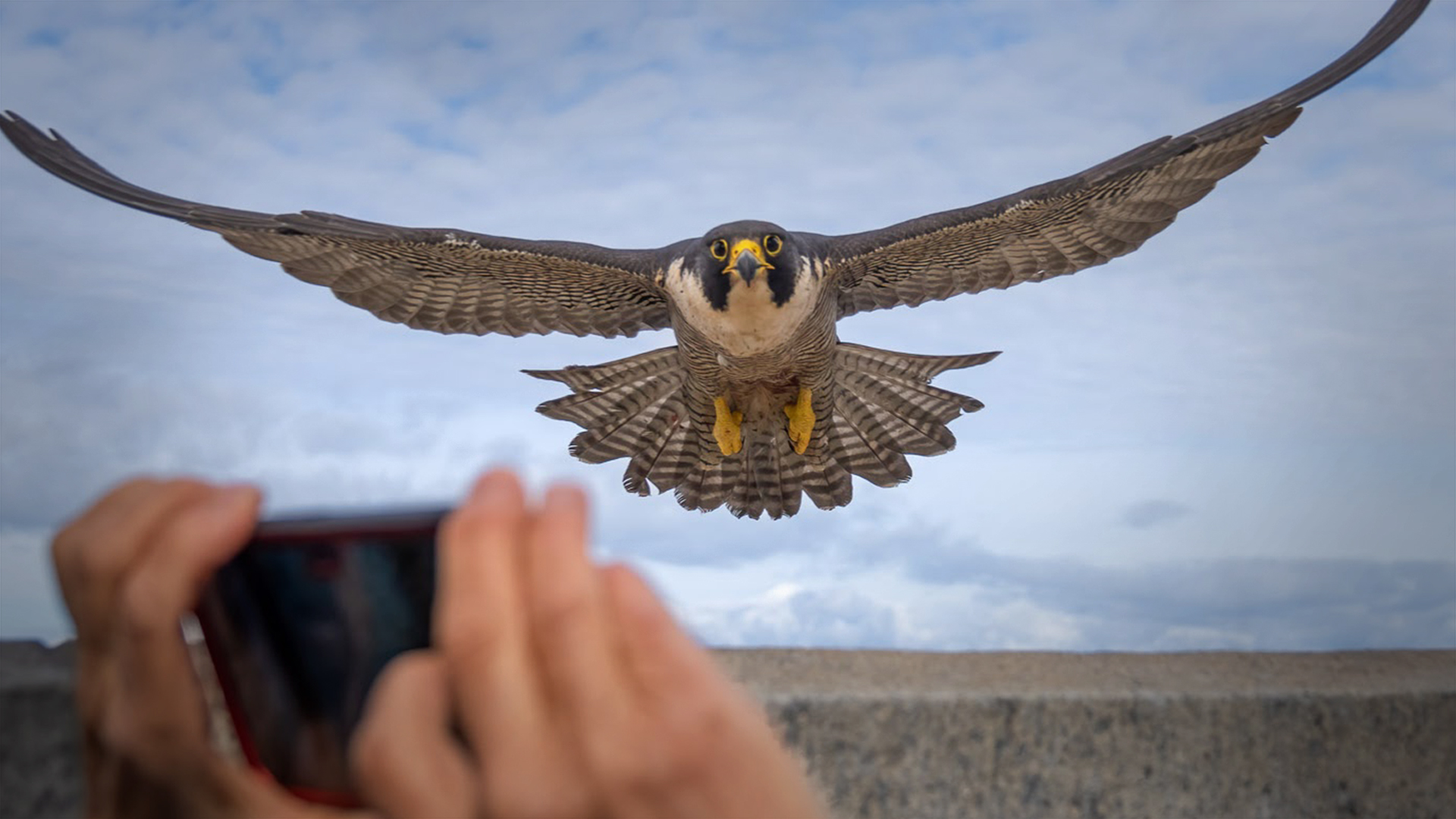 Peregrine falcon, Annie, flies toward a hand holding up an iPhone. Photo of Annie by Bridget Ahern
