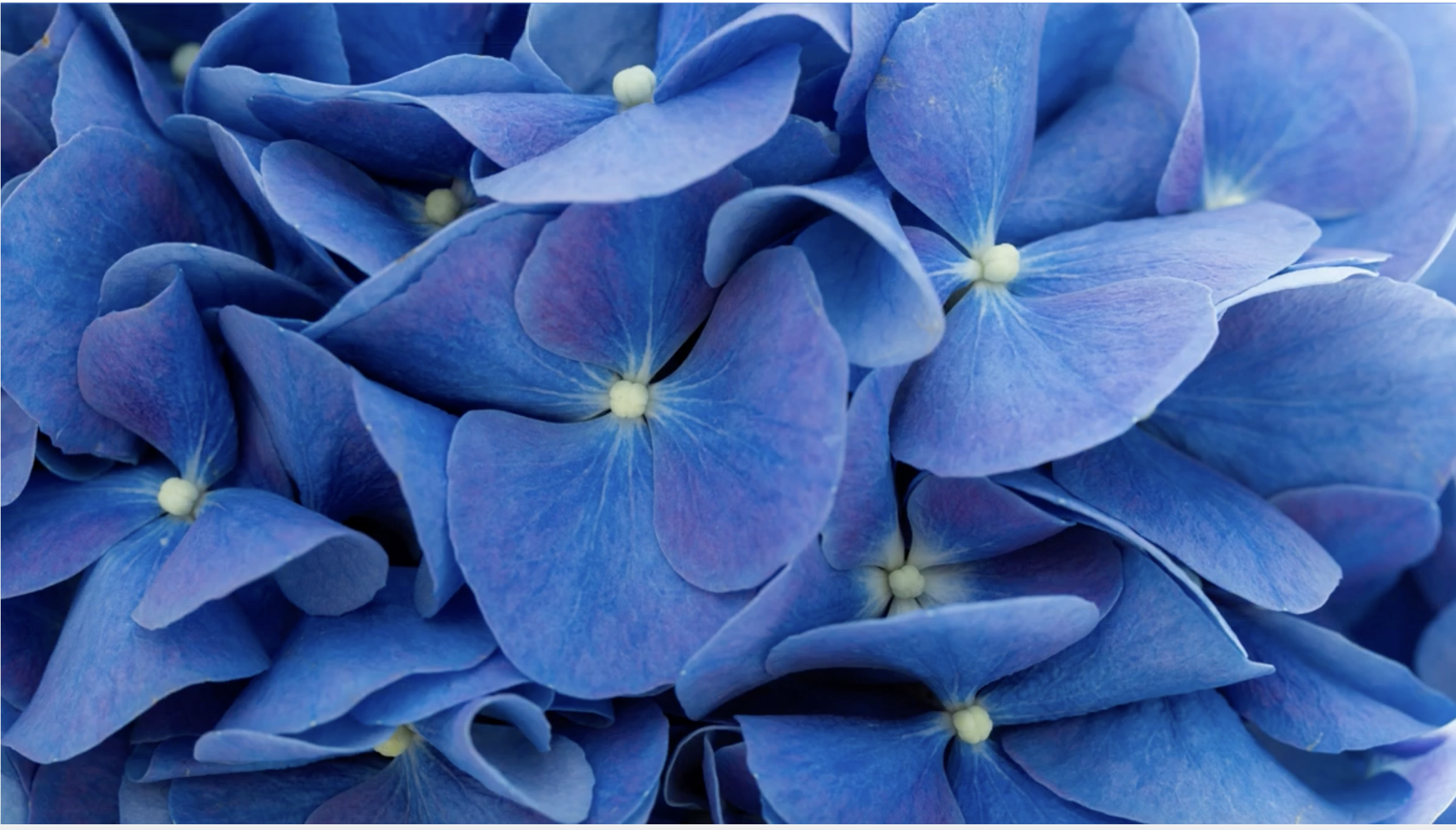 Image of a blue hydrangea