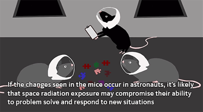 mice astronauts