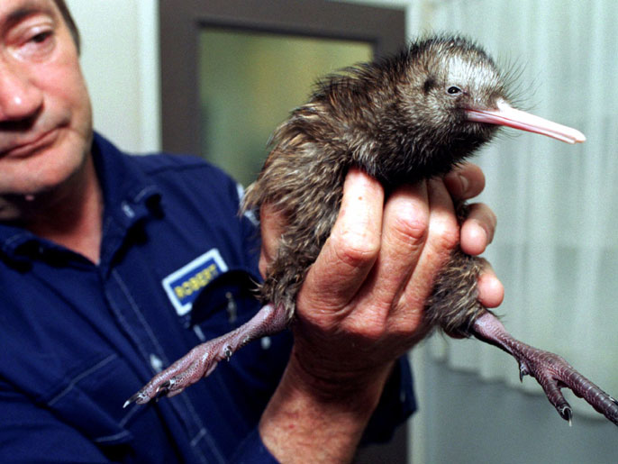 New Zealand Kiwi chick