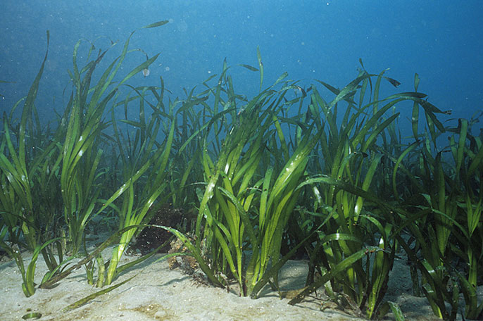 underwater eel grass