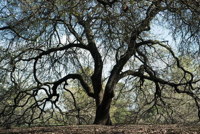 Oak tree UC Davis