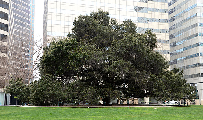 Oakland Oak