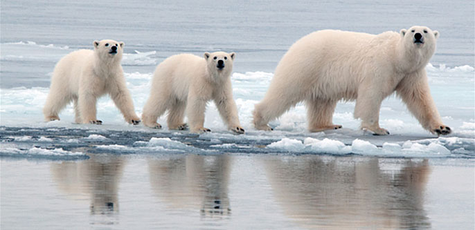 High protein diets could harm polar bears, shorten lifespans