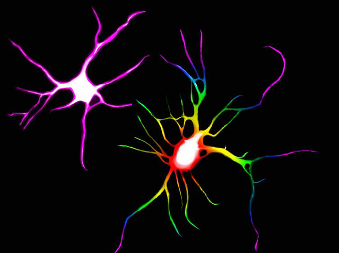 Rainbow colored neuron and purple neuron