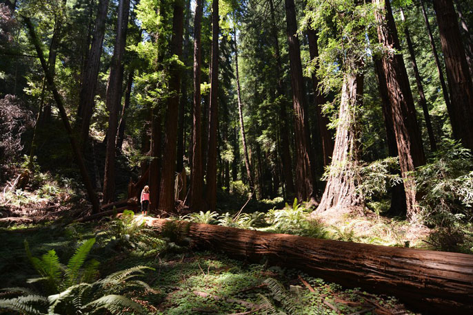 Redwoods global warming UC