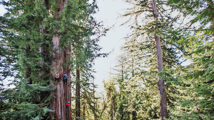 Redwoods Berkeley research