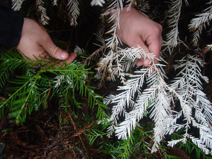 UC Davis albino redwoods