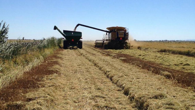 rice farm Sacramento Bee