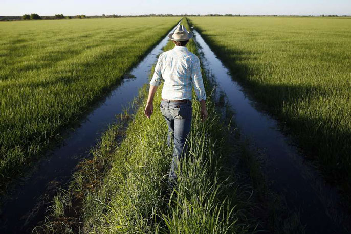 UC Davis rice fields trout science