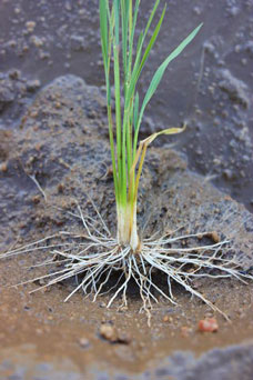 Rice root