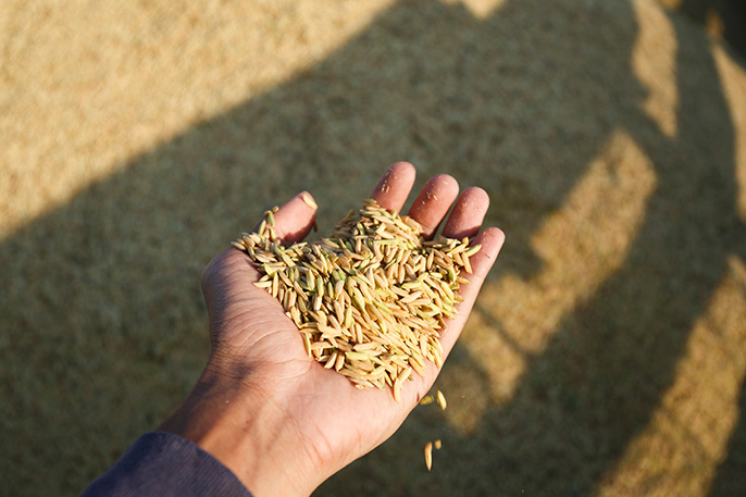 handful of rice