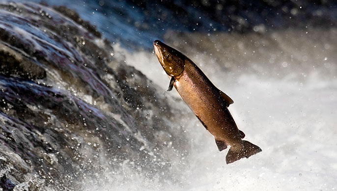 Salmon in California