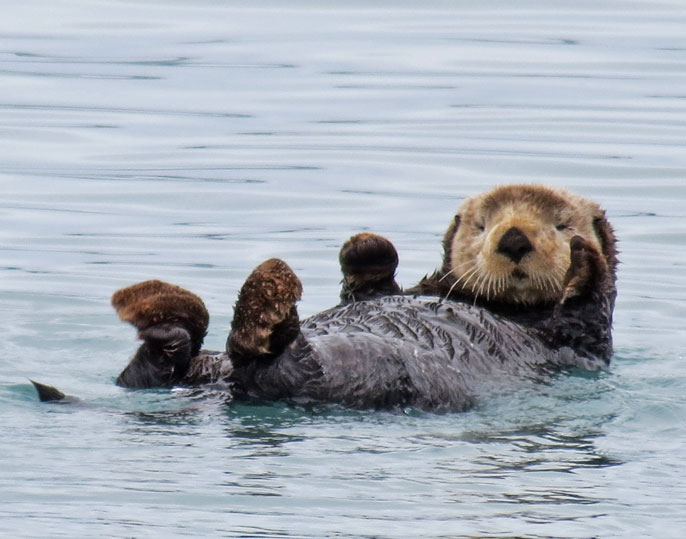 Decisive sea otters distinguish differences by touch | University of ...