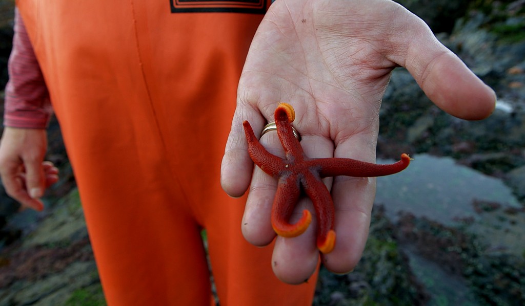 orange sea star