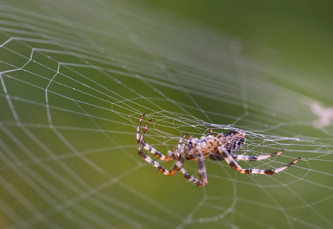 spider in web