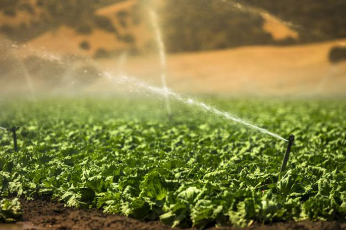 An active sprinkler on crops during a sunny day
