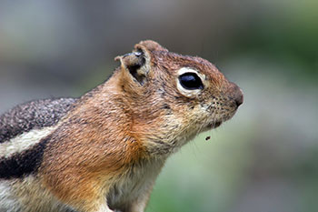 Close-up profile of a golden-mantled ground squirrel