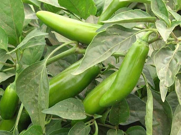 jalapeno peppers