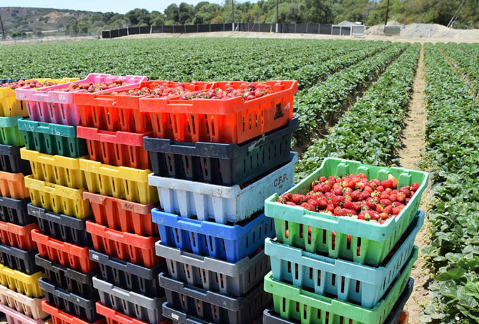 Modern Farmer strawberry fields