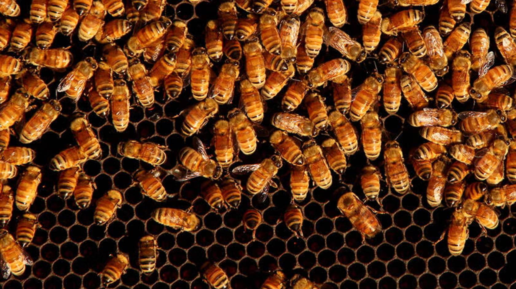 Interior view of bees in a beehive