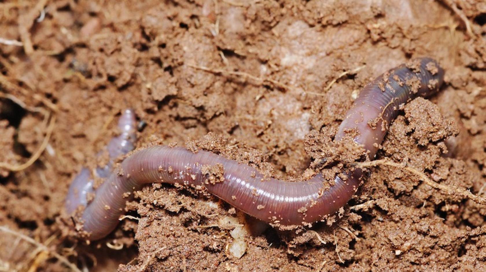 Earthworms contribute to climate change