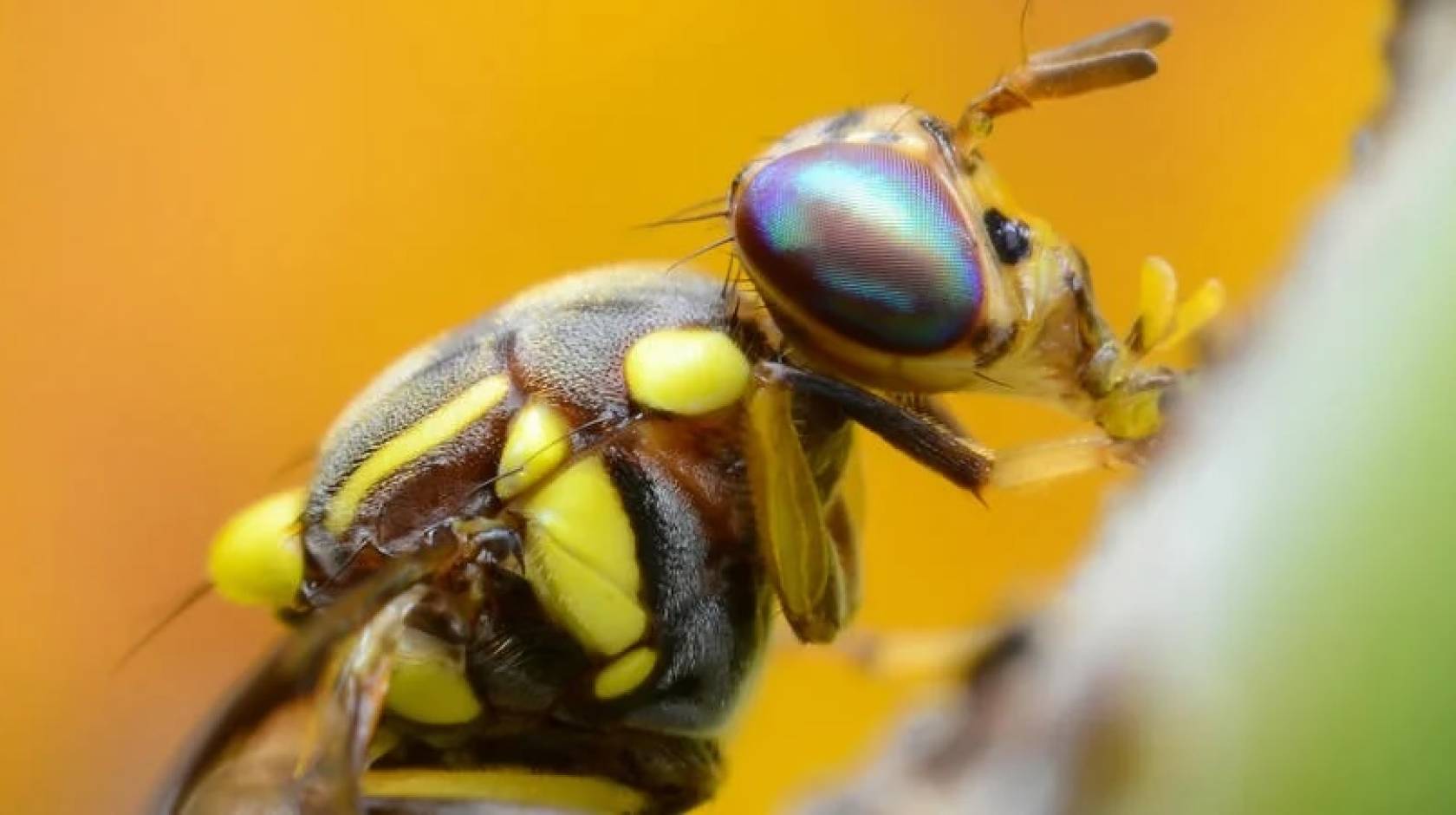 A macro image of a fruit fly with its proboscis inserted into a plant
