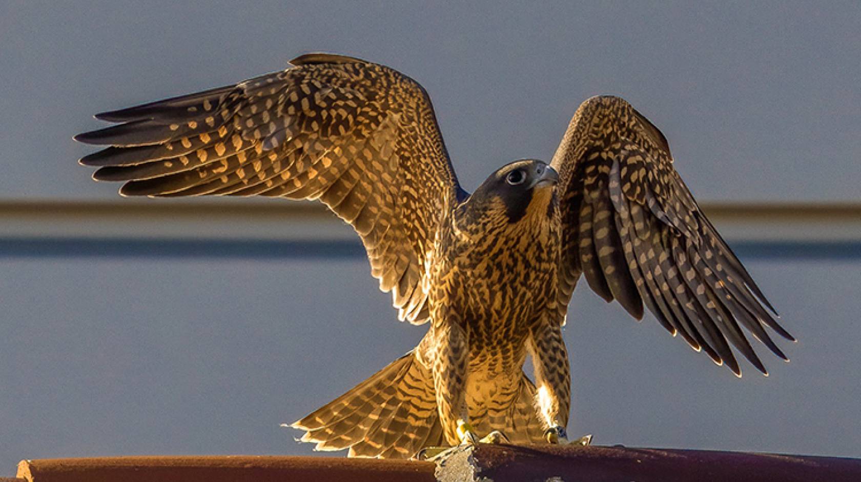 Bringing Peregrine Falcons Back from the Brink of Extinction | Defenders of  Wildlife