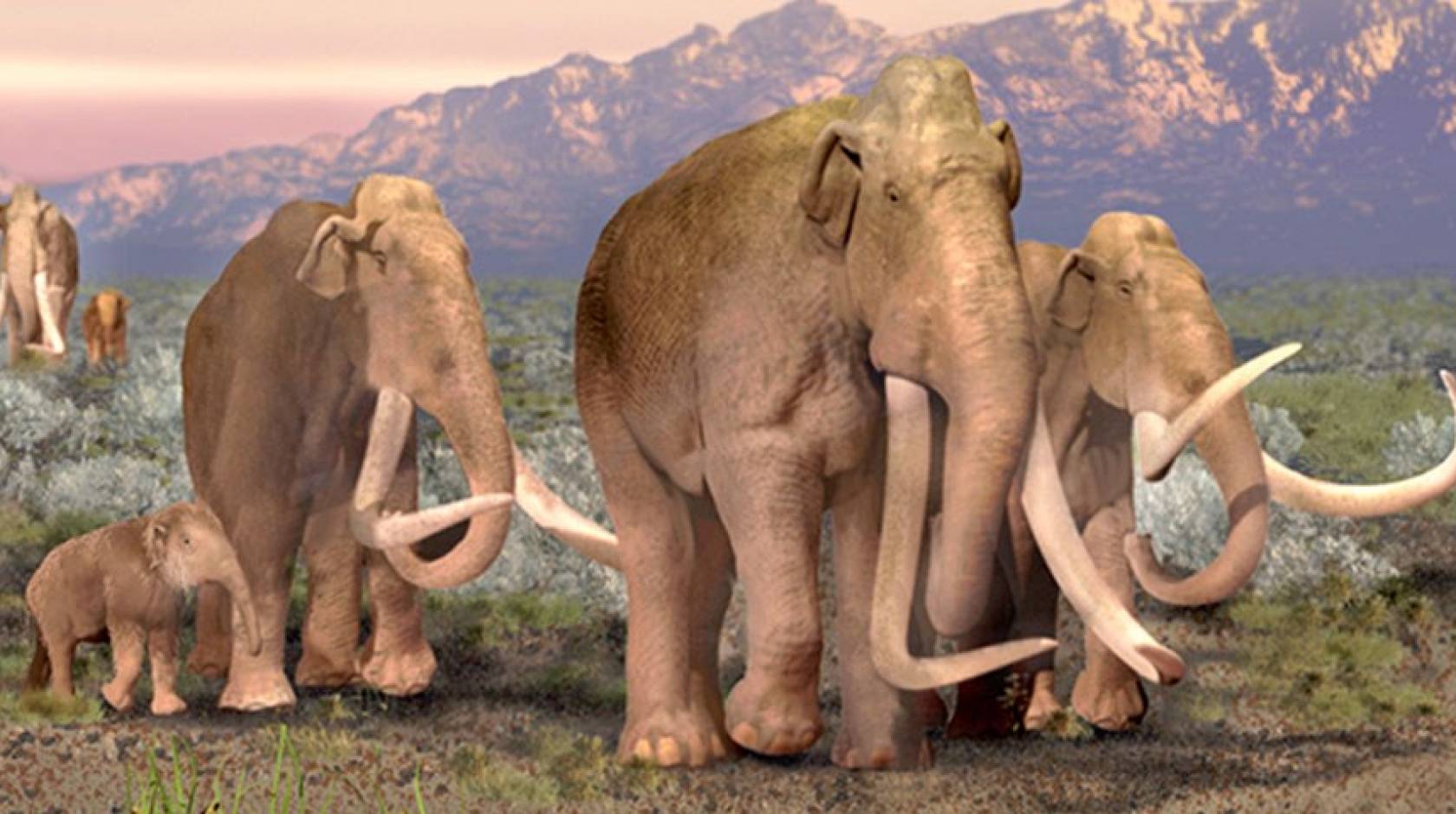 Artist's rendering of a pack of woolly mammoths walking across a scrubby landscape with mountains in the background