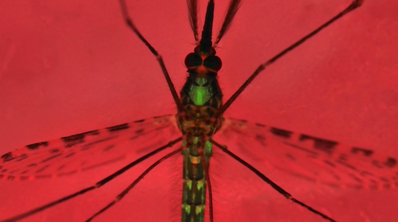 Photo of an Anopheles gambiae mosquito