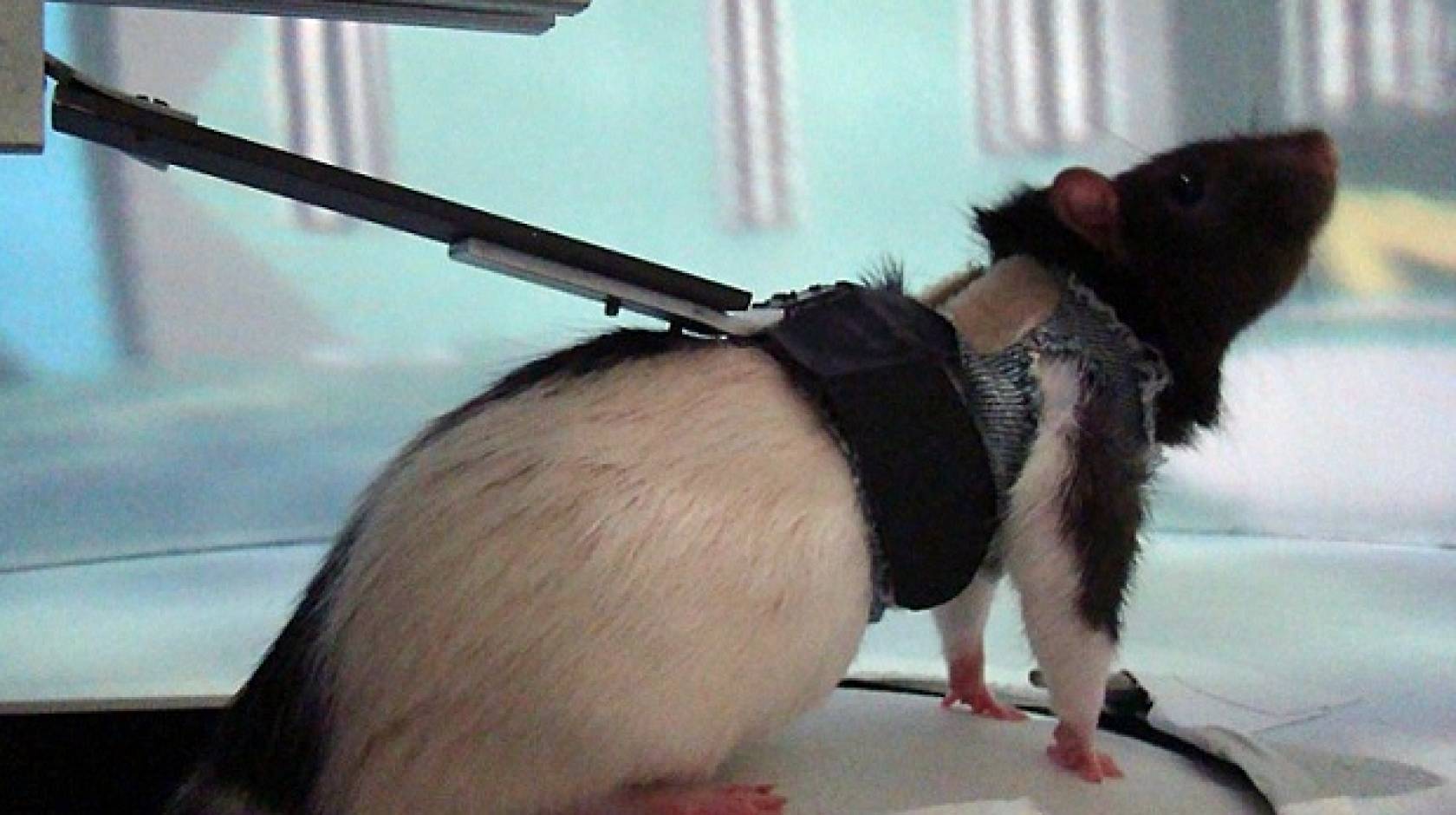 rat on treadmill