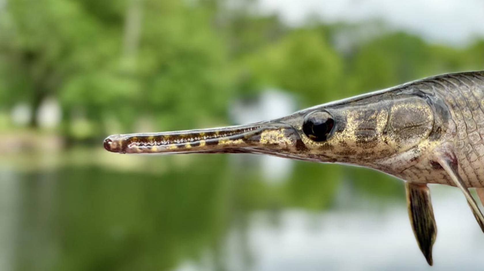 Spotted Gar, an ancient and native fish species