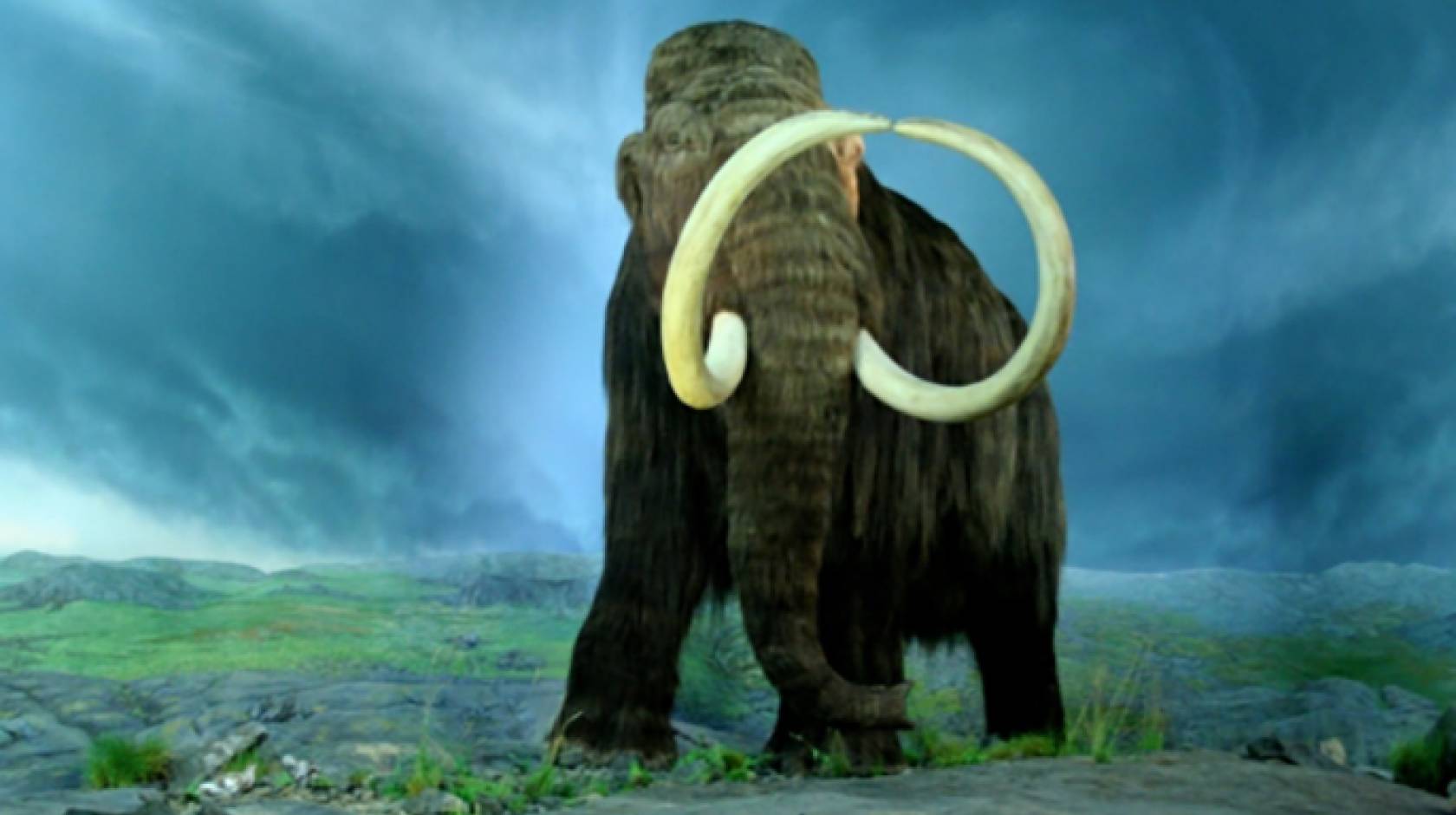 Woolly mammoth