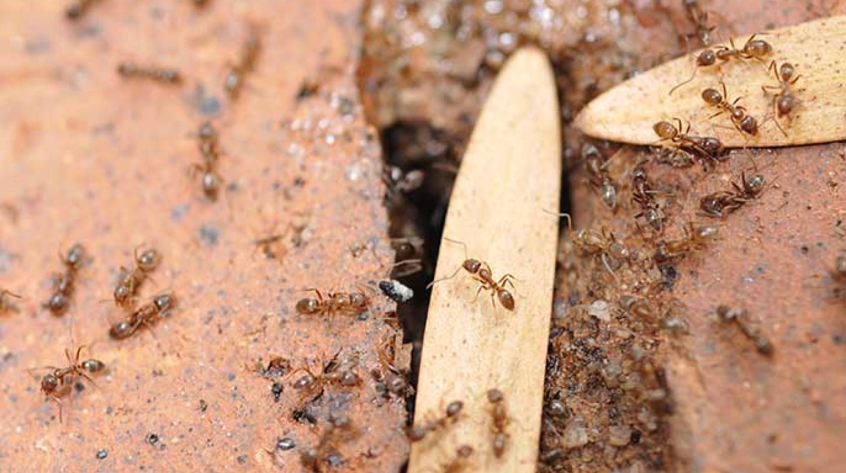 Argentine ants