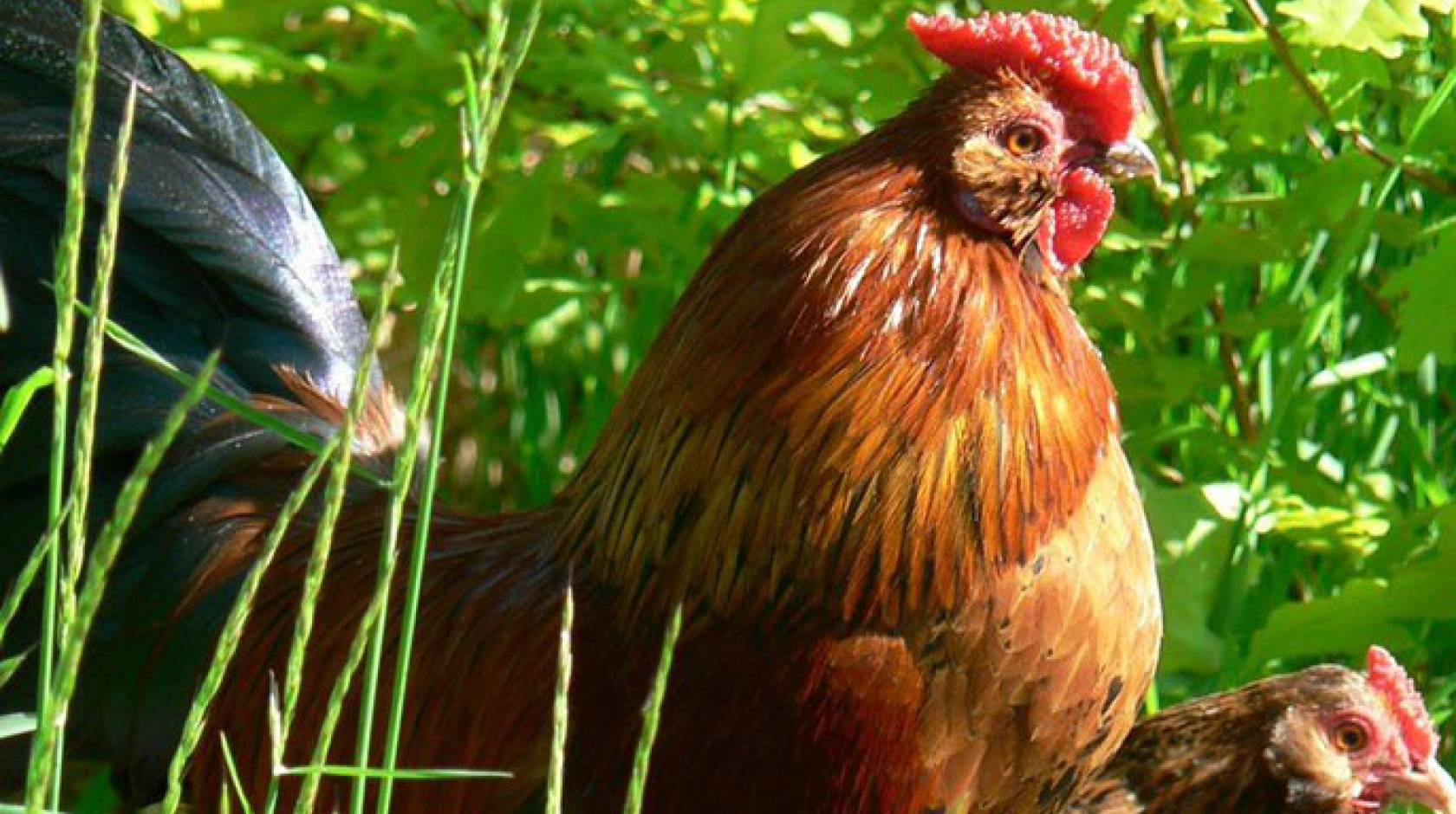Green legged chicken  BackYard Chickens - Learn How to Raise Chickens