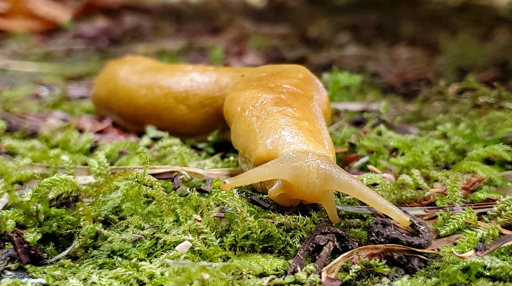 A banana slug craws toward the camera on a mossy forest floor