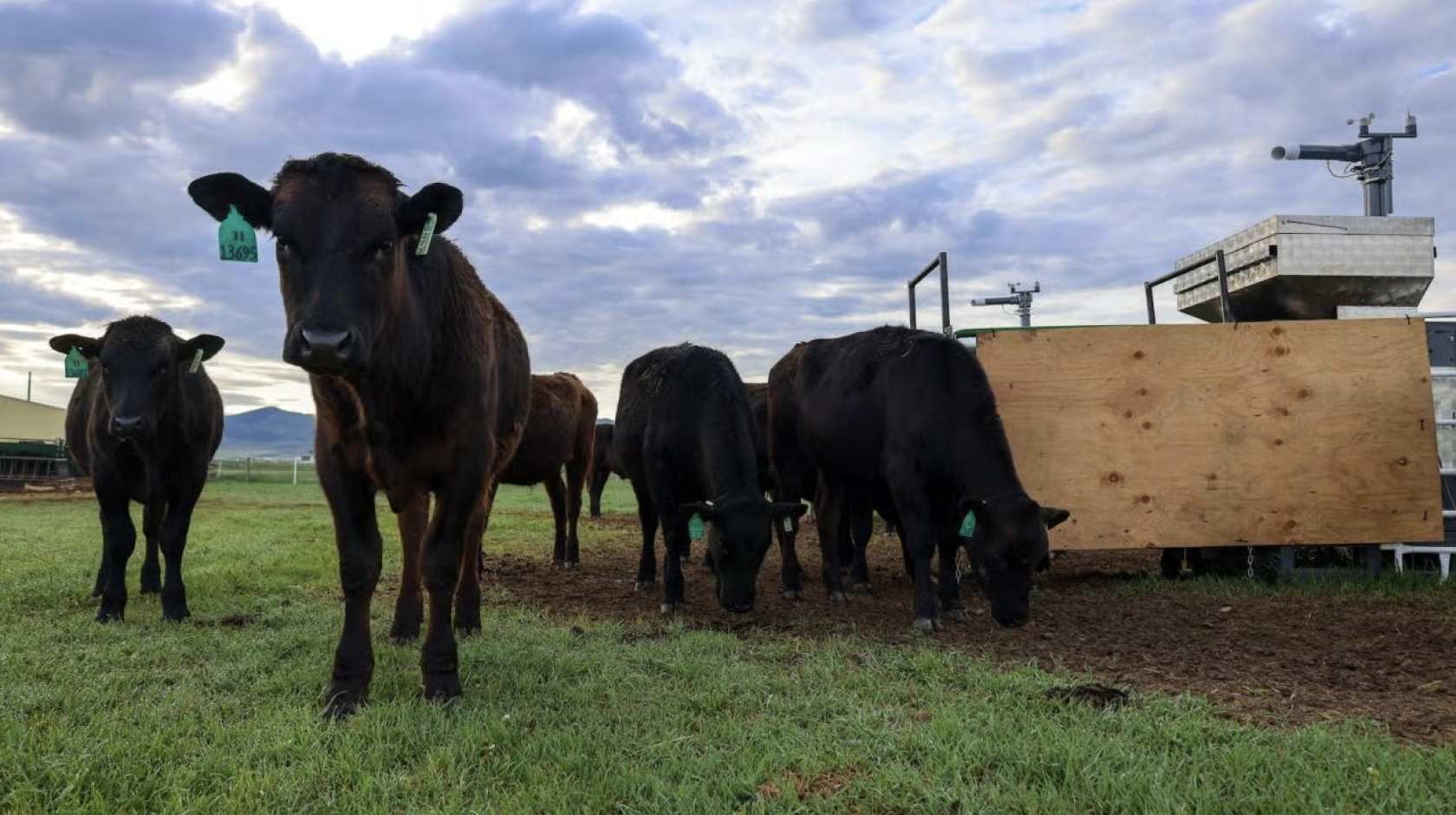 a herd of cattle in a field