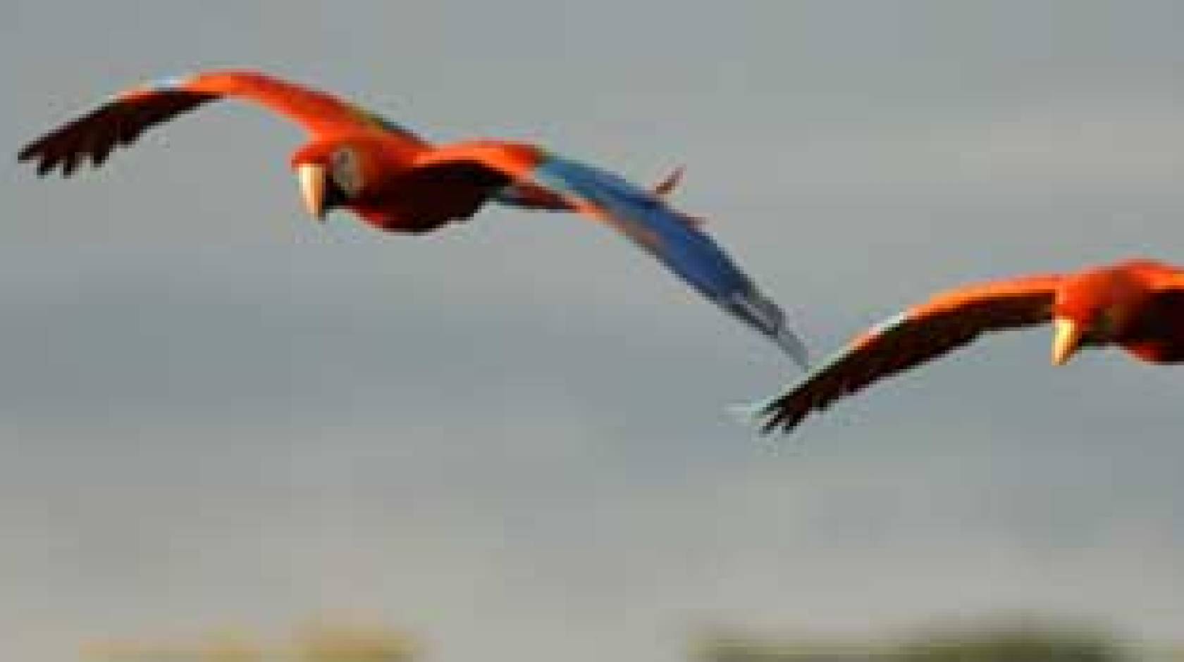 scarlet macaws