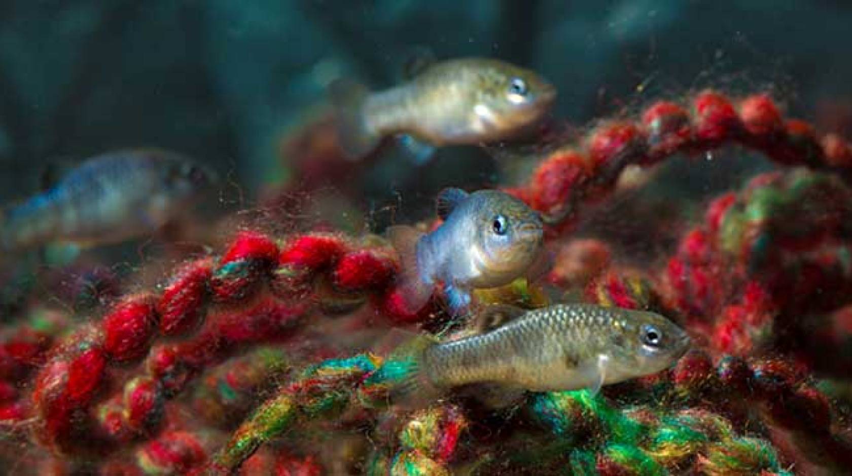 pupfish