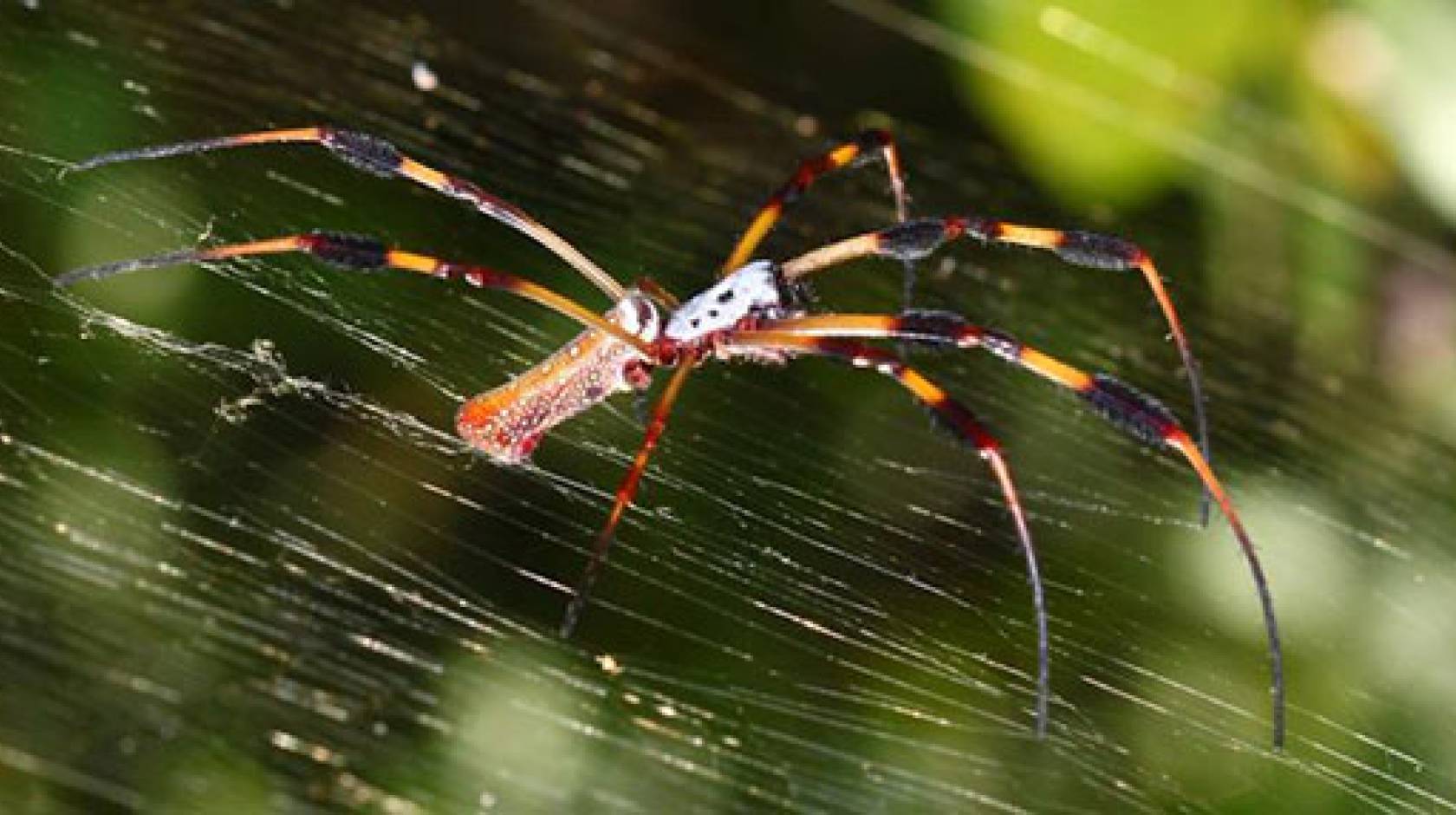 long leg lady spider｜TikTok Search