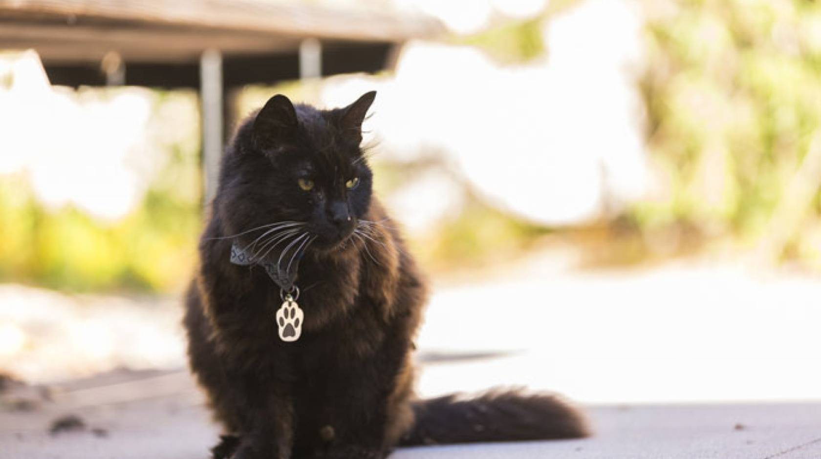 Meet the real cats that inspired Stray's feline hero