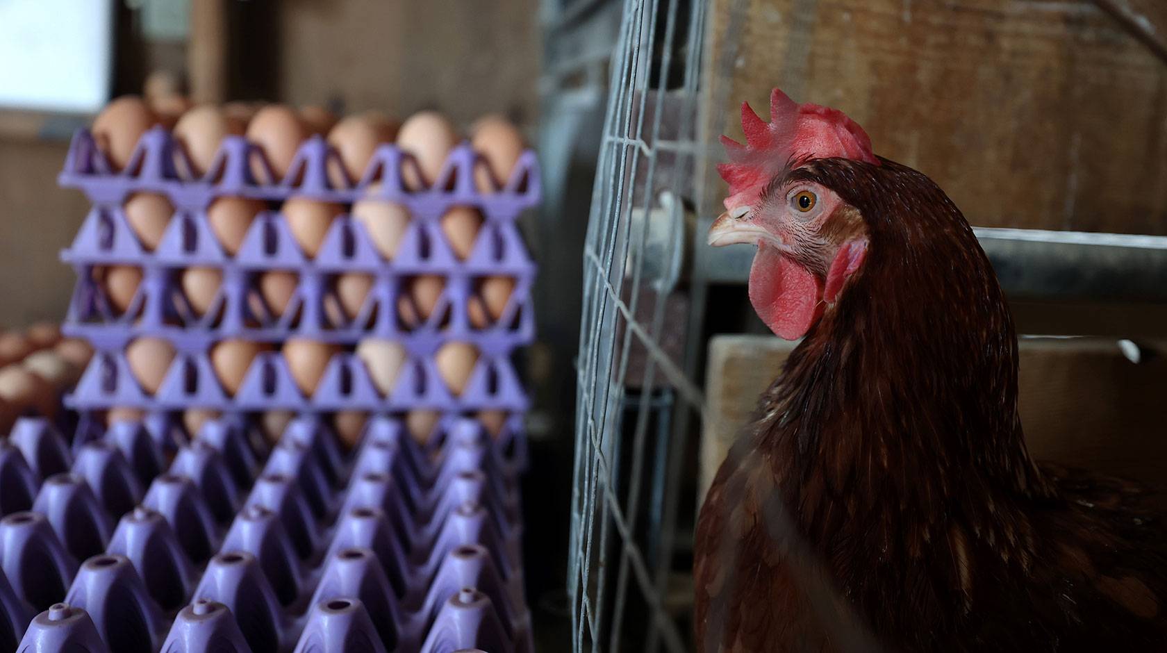 A chicken in a cage on a poultry farm, photographed in profile, next to a stack of egg crates