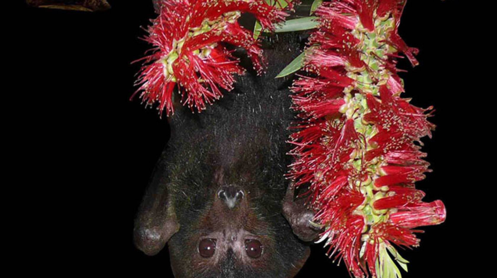 Black flying fox hanging upside down