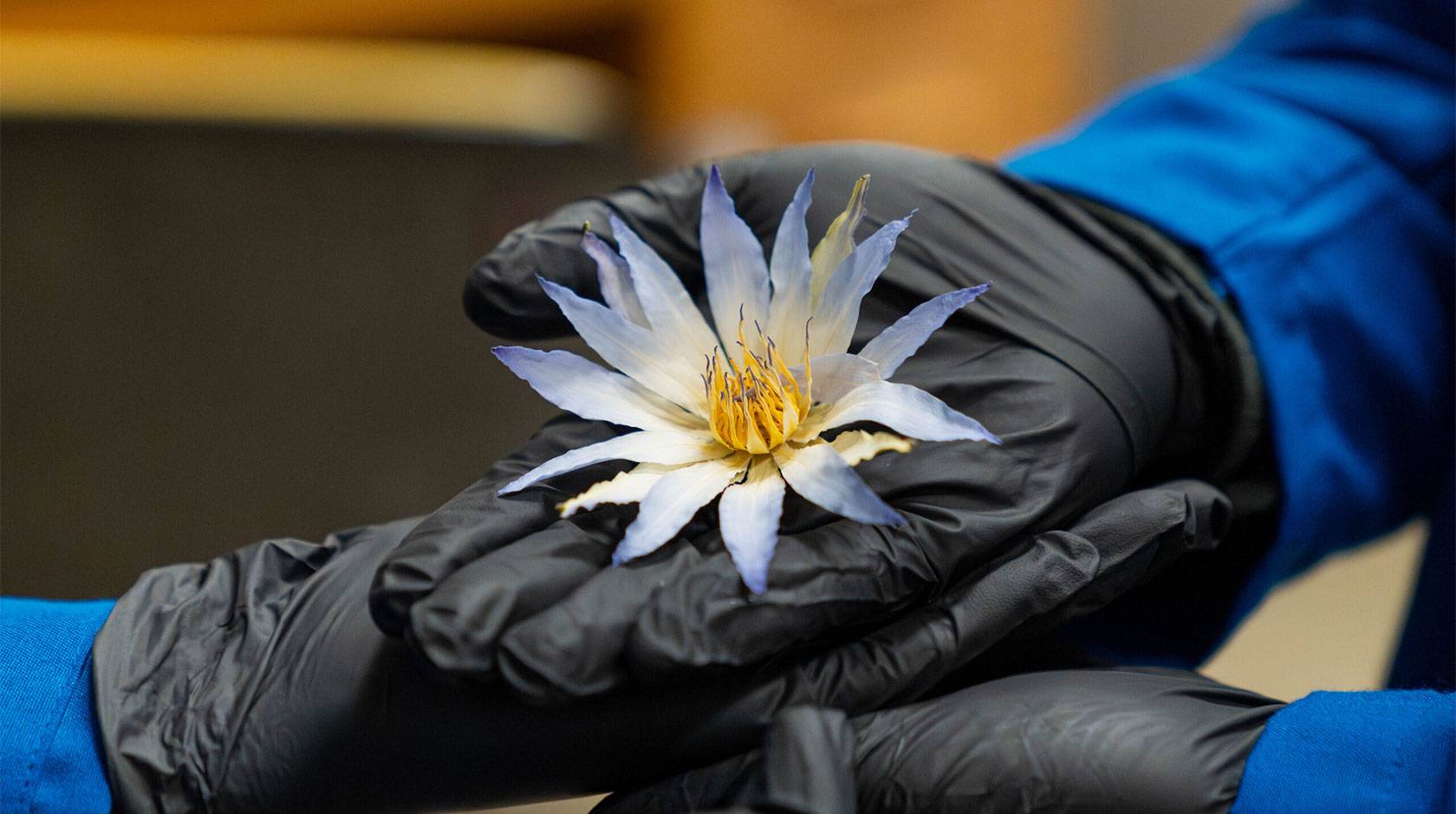 Four hands wearing black nitrile gloves and blue lab coat sleeves cradle an ornate, palm-sized flower with many petals, which are white near the center and turn blue toward the tips.