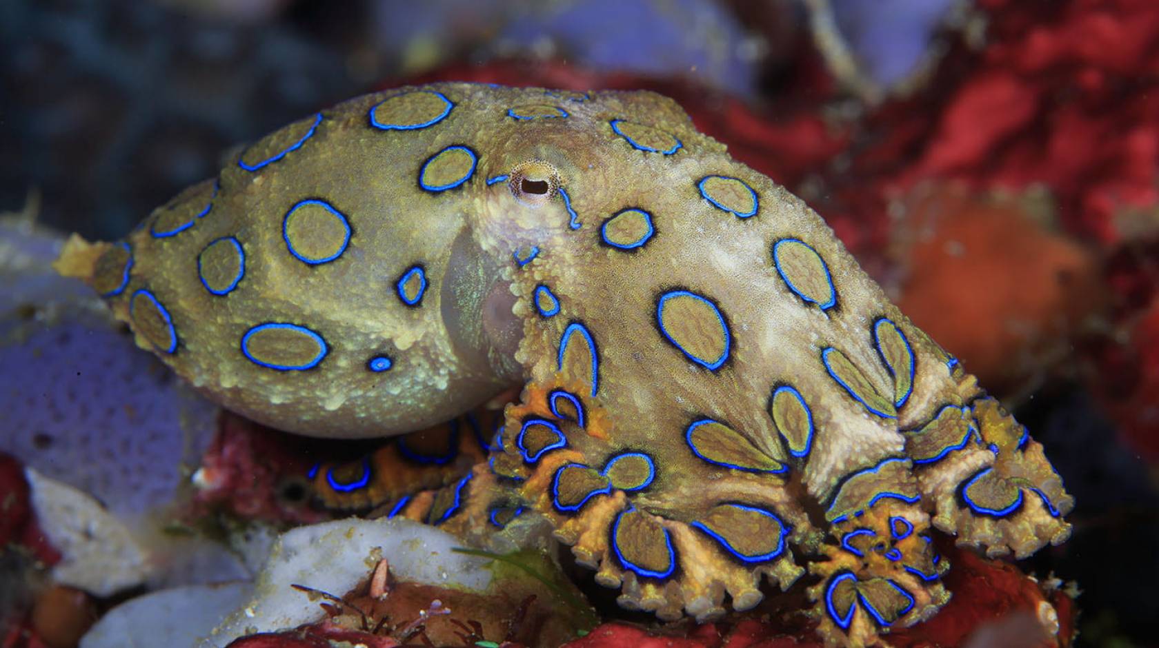 Greater blue-ringed octopus