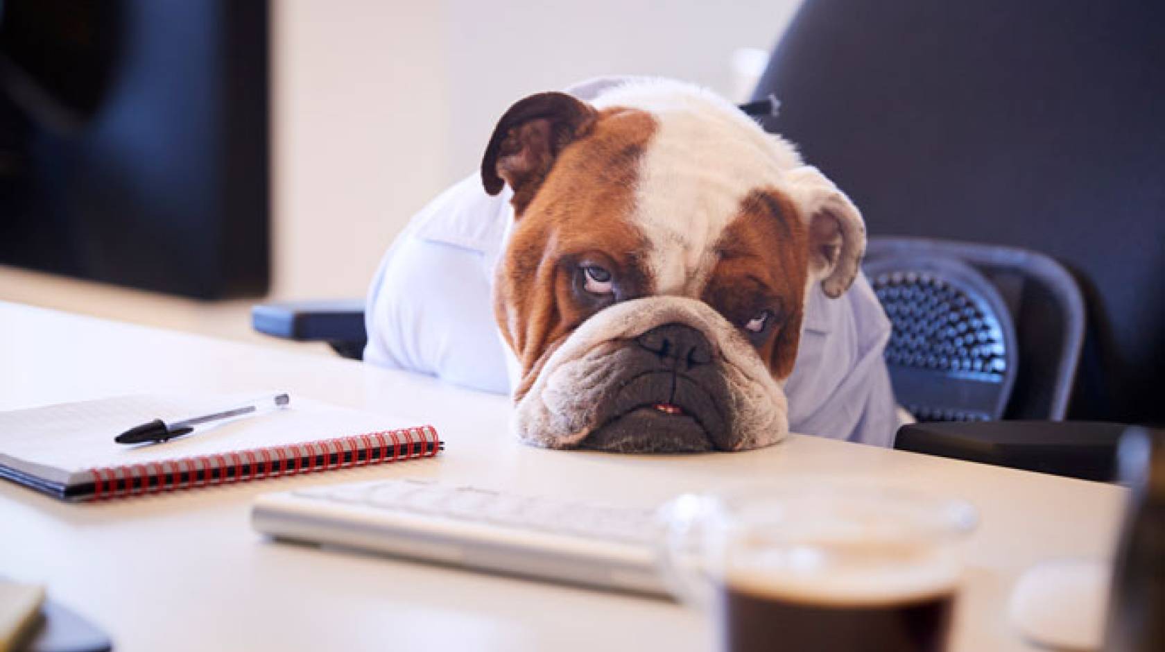 Bulldog bored at a desk