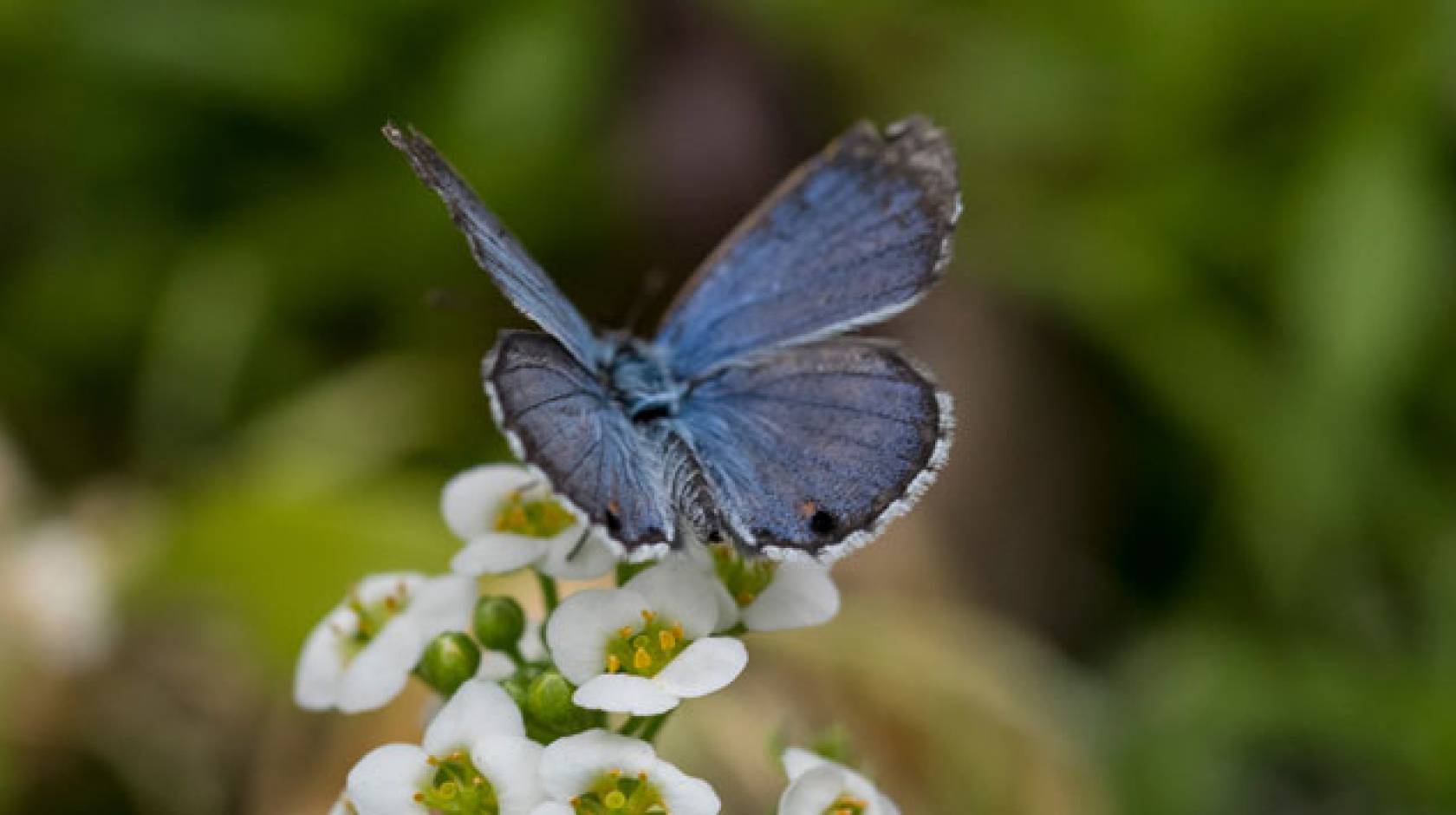 Butterfly on a flower