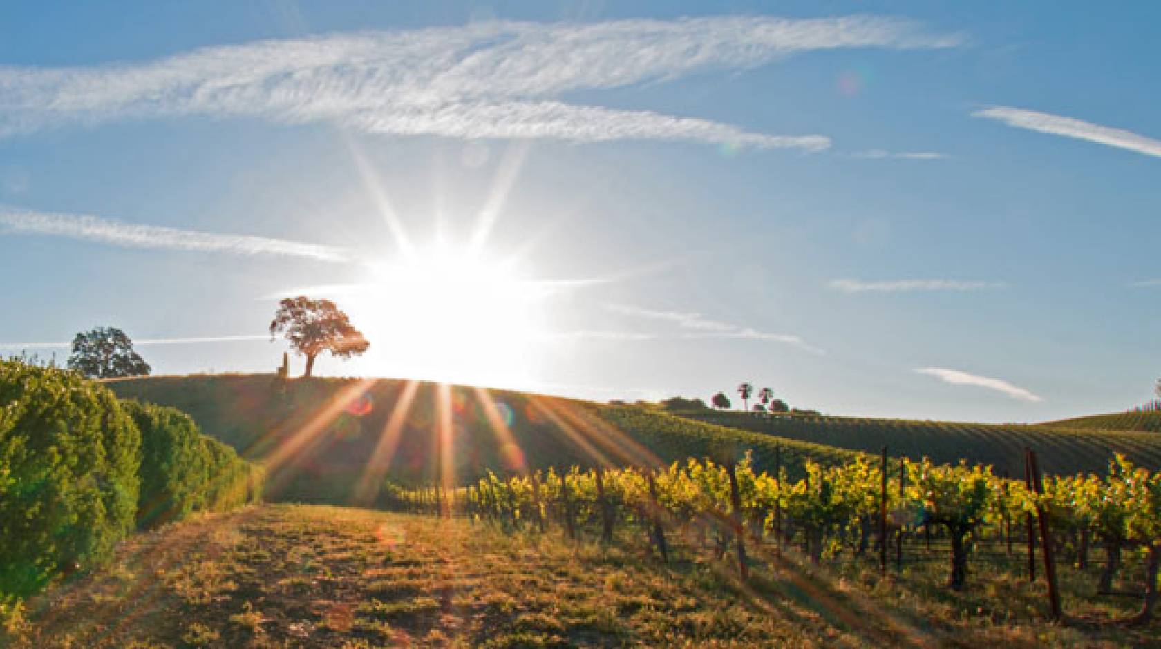 Vineyard in the late afternoon sun